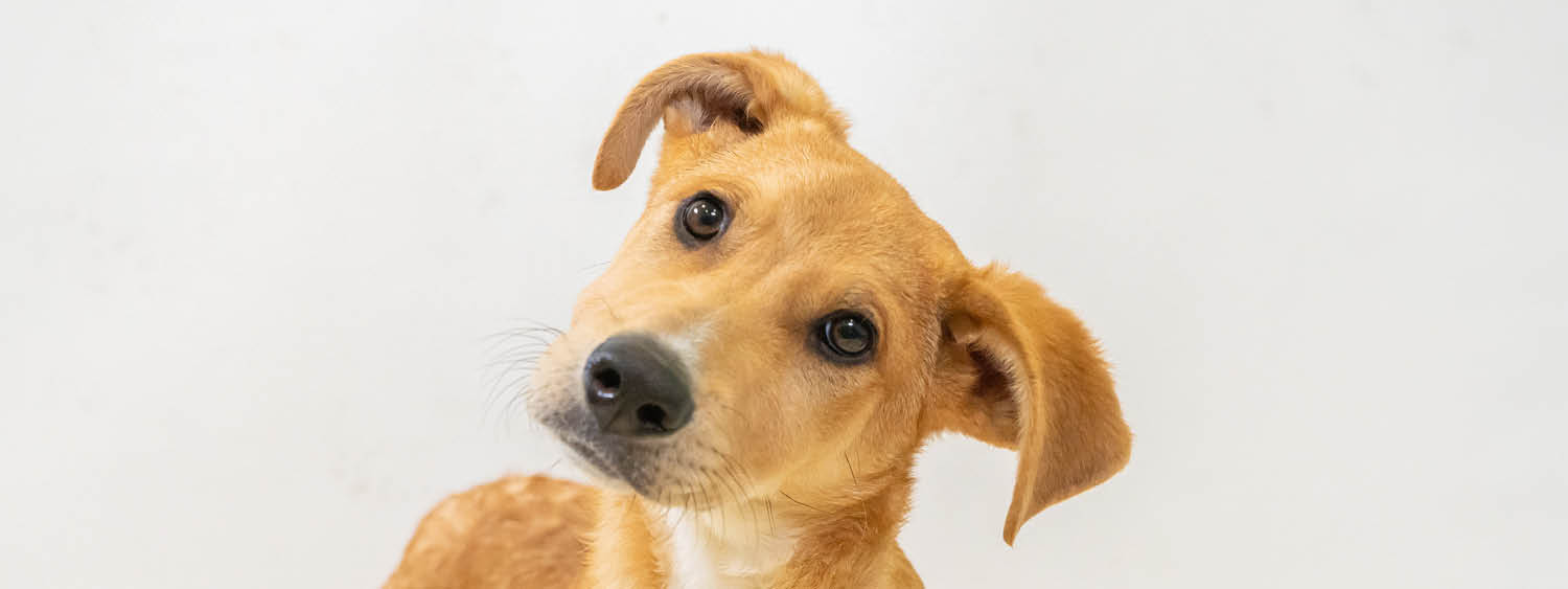 Princi's Test Website